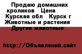  Продаю домашних кроликов › Цена ­ 700 - Курская обл., Курск г. Животные и растения » Другие животные   